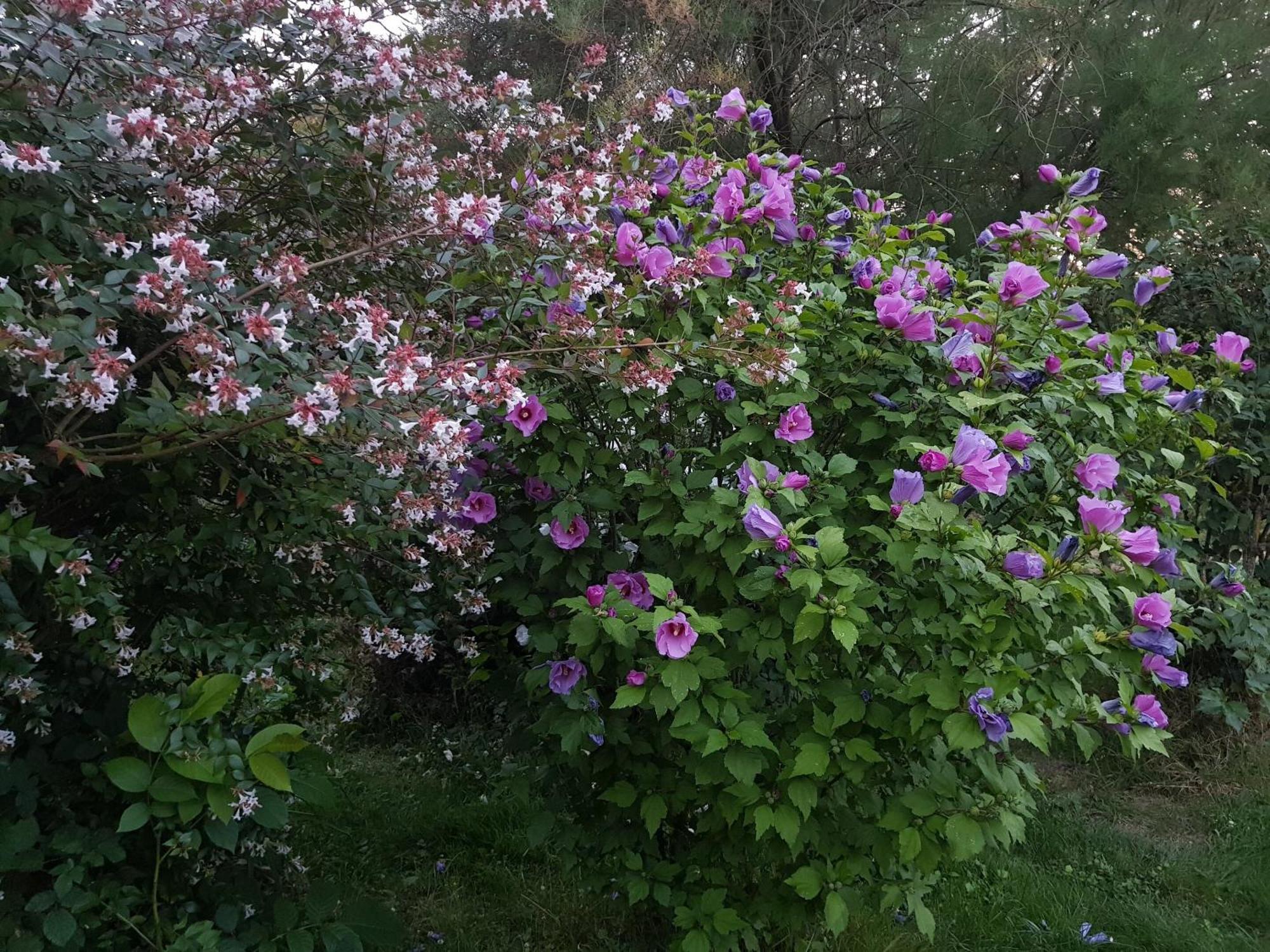 La Berceenne Jupilles المظهر الخارجي الصورة